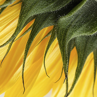 Buy canvas prints of Sunflower Macro by Ann Garrett