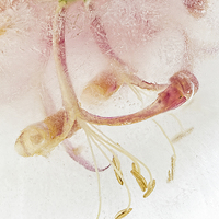 Buy canvas prints of Flowers in Ice by Ann Garrett