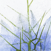 Buy canvas prints of Flowers in Ice 2 by Ann Garrett