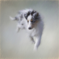 Buy canvas prints of Puppy Power by Ann Garrett