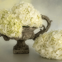 Buy canvas prints of White Hydrangea in an Urn by Ann Garrett