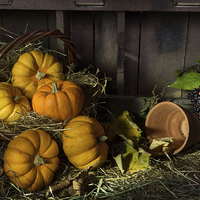 Buy canvas prints of Pumpkins in a Basket by Ann Garrett