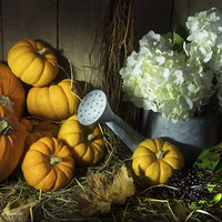 Buy canvas prints of Pumpkins and White Hydrangea by Ann Garrett