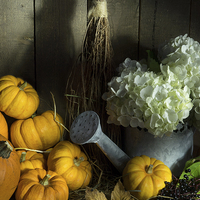 Buy canvas prints of Pumpkins and White Hydrangea 2 by Ann Garrett