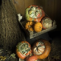 Buy canvas prints of Ornamental Pumpkins 2 by Ann Garrett