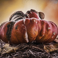 Buy canvas prints of Monster Pumpkin by Ann Garrett