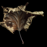 Buy canvas prints of  Autumn Leaf by Ann Garrett