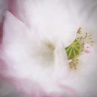 Buy canvas prints of Pretty Poppy by Ann Garrett