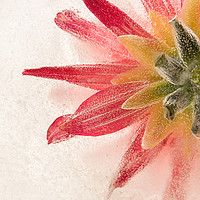 Buy canvas prints of Flower in Ice by Ann Garrett