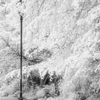 Buy canvas prints of The Lampost - Infrared by Ann Garrett