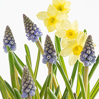 Buy canvas prints of Muscari and Narcissi by Ann Garrett