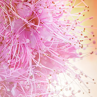 Buy canvas prints of Spiraea Pretty in Pink by Ann Garrett