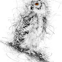 Buy canvas prints of Owl Sketch by Ann Garrett