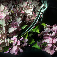 Buy canvas prints of Bucket of Pink Hydrangeas by Ann Garrett