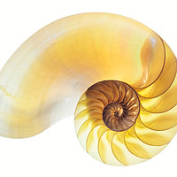 Buy canvas prints of Nautilus Half Shell by Ann Garrett
