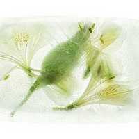 Buy canvas prints of Alstroemeria Encased in Ice by Ann Garrett