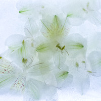 Buy canvas prints of White Alstroemeria Encased in Ice by Ann Garrett