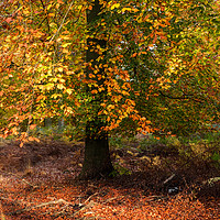Buy canvas prints of Autumn Colours on Cannock Chase by Ann Garrett