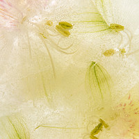 Buy canvas prints of Alstroemeria flowers in ice by Ann Garrett