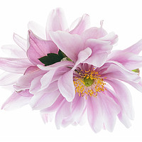 Buy canvas prints of Japanese Anemones Back to Back by Ann Garrett