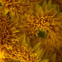 Buy canvas prints of Frilly Double Sunflowers by Ann Garrett