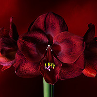 Buy canvas prints of Ruby Red Amaryllis by Ann Garrett