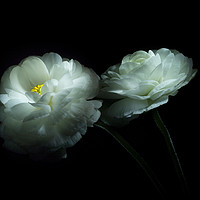 Buy canvas prints of Lost in the Shadows Two White Ranunculus Flowers by Ann Garrett