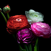 Buy canvas prints of Ranunculus Bouquet by Ann Garrett