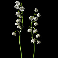 Buy canvas prints of Lily of the Valley on Black by Ann Garrett