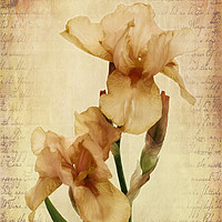 Buy canvas prints of Bearded Iris by Ann Garrett