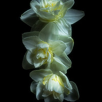 Buy canvas prints of Three Double Daffodils by Ann Garrett