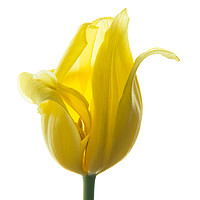 Buy canvas prints of Lemon Tulip 3 by Ann Garrett
