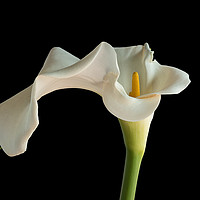 Buy canvas prints of White Zantedeschia Lily by Ann Garrett
