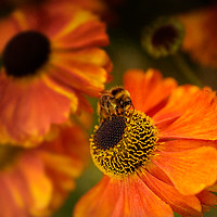 Buy canvas prints of The Bee and the Helenium by Ann Garrett