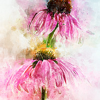 Buy canvas prints of Echinacea Water Splash by Ann Garrett
