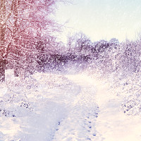 Buy canvas prints of Winter Magic by Ann Garrett