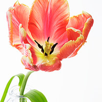 Buy canvas prints of Parrot Tulip on White by Ann Garrett
