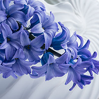 Buy canvas prints of Blue Hyacinth by Ann Garrett