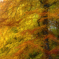 Buy canvas prints of Tree of Fire by Ann Garrett