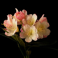 Buy canvas prints of Rhododendron Blossom by Ann Garrett