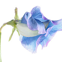 Buy canvas prints of Blue Sweet Pea by Ann Garrett