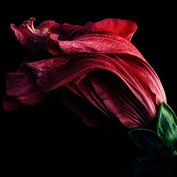Buy canvas prints of Faded Hibiscus by Ann Garrett