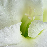 Buy canvas prints of White Gladiolus Tears by Ann Garrett