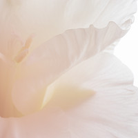 Buy canvas prints of Soft Pink Gladiolus by Ann Garrett
