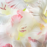 Buy canvas prints of Gladiolus Candy Floss by Ann Garrett
