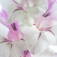 Buy canvas prints of Lilac and White Gladiolus by Ann Garrett