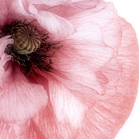Buy canvas prints of Soft Pink Poppy by Ann Garrett