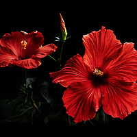 Buy canvas prints of Red Hibiscus up Close by Ann Garrett
