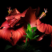 Buy canvas prints of Red Hibiscus in the dark by Ann Garrett