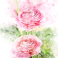 Buy canvas prints of Pink Ranunculus Watercolor by Ann Garrett